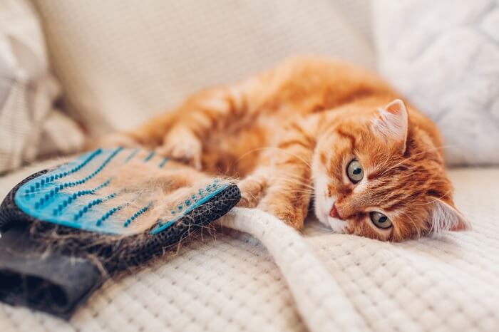 side effects of cheristin for cats