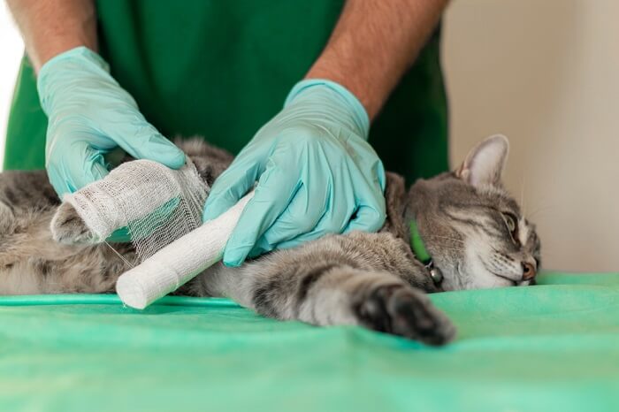 vet taking care of a cats dysfunctional leg