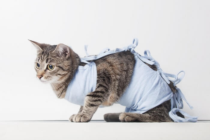 cat in a surgical gown