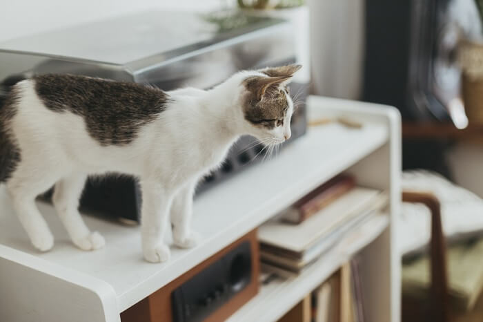 Cat standing on a desk
