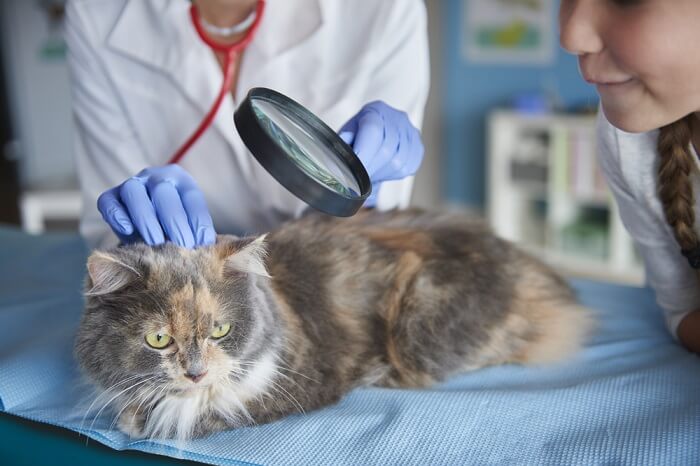 cat having its skin inspected by the vet