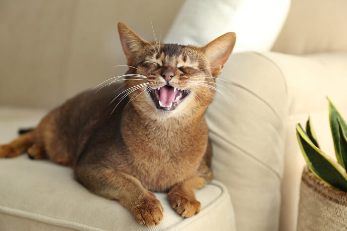 cat showing its teeth