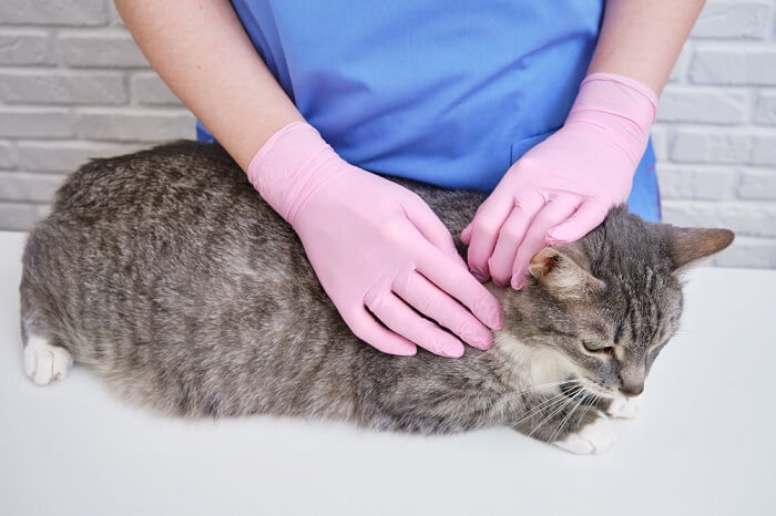 Cat Tick Medicine Application, The Cat 24