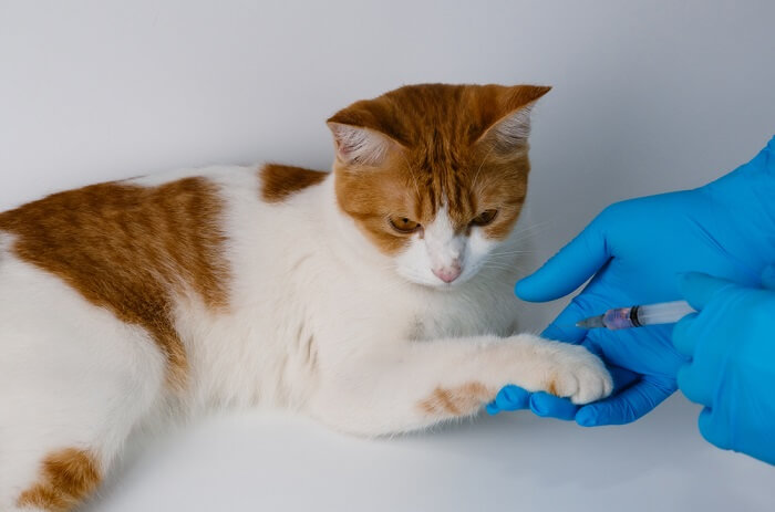 cat being checked and vaccinated against Rabies