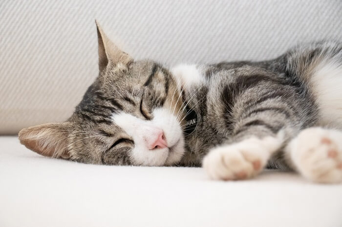 relaxed cat sleeping