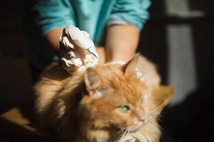 cat receiving a deworming treatment