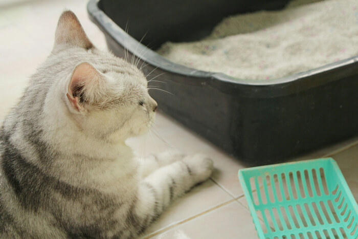 Cat with litter box and scoop