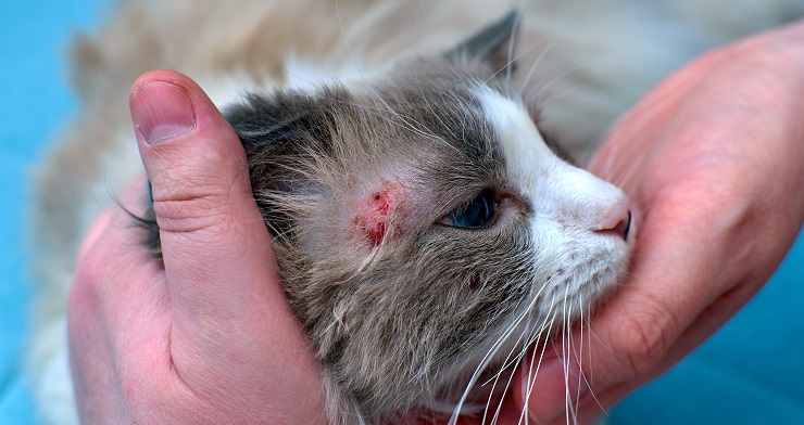 cat with a skin wound