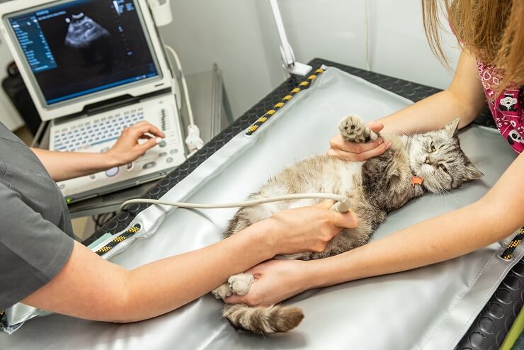 cat on an ultrasound exam