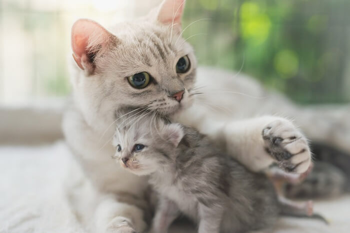 cat mom with her kitten