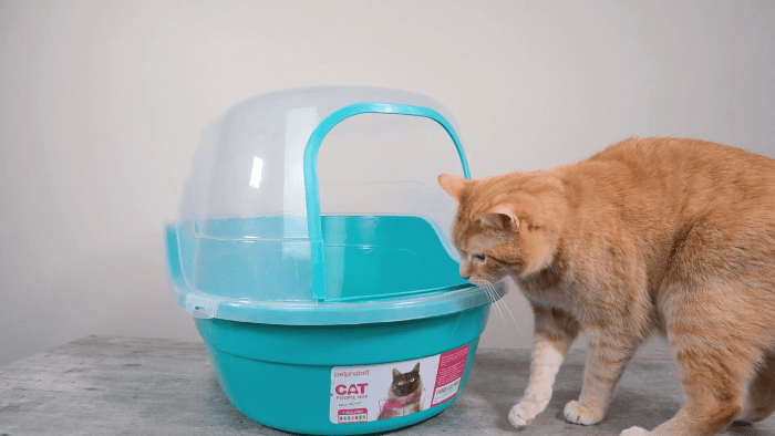 cat investigating petphabet hooded litter box