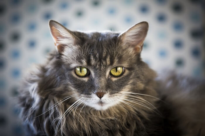 Which Personality Type Does Your Cat Have?