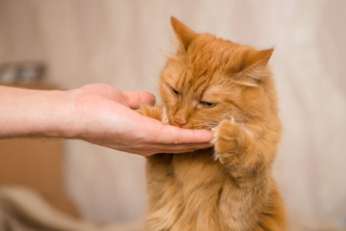 cat eating a training reward treat