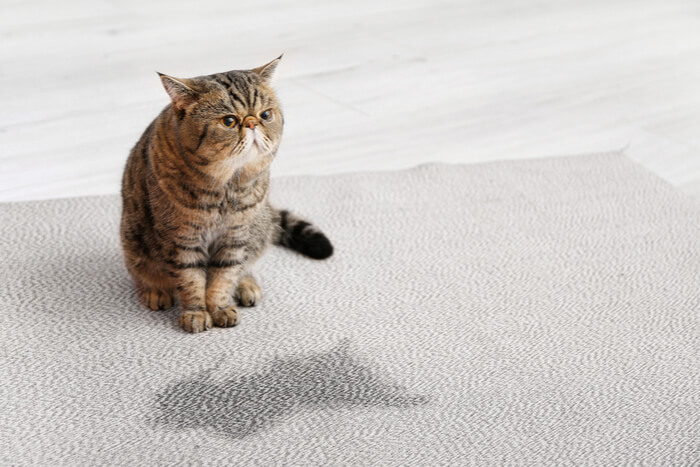 cat with wet spot on carpet