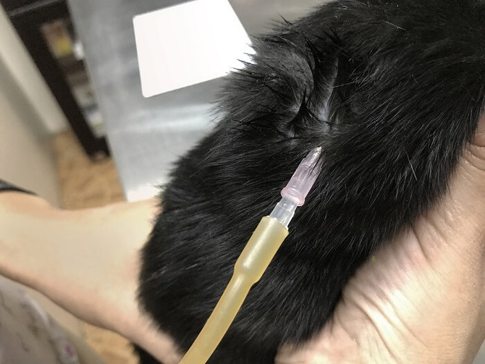 cat receiving a fluid therapy