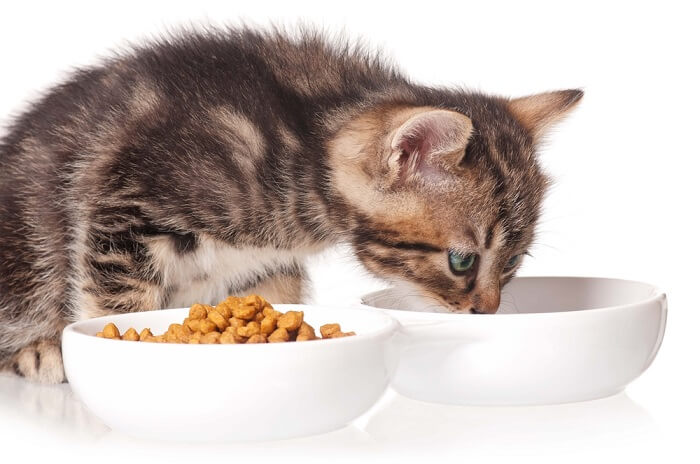 chaton regardant dans un bol blanc à côté d'un autre bol de nourriture pour chats