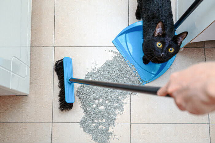 Sweeping Cat Litter 1 1, The Cat 24