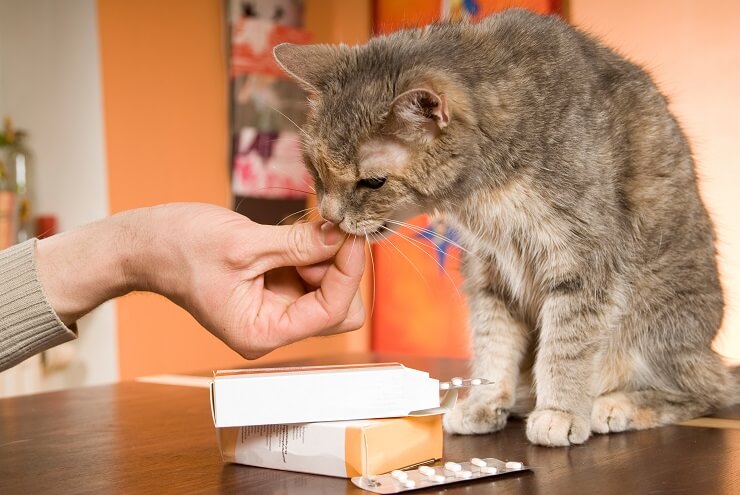 pet owner giving their cat a medication