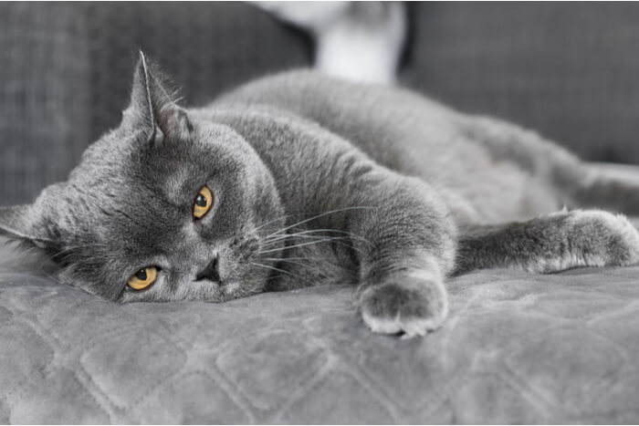 Insecticide Poisoning In Cats, The Cat 24