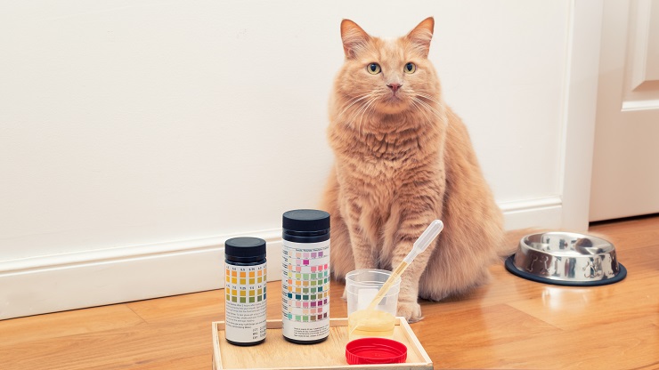 Urinary Tract Disease, The Cat 24