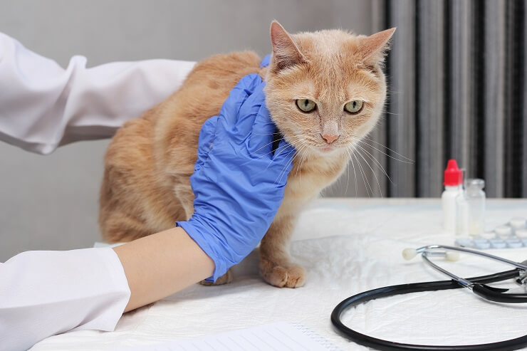 veterinary check for a cat with hepatic lipidosis