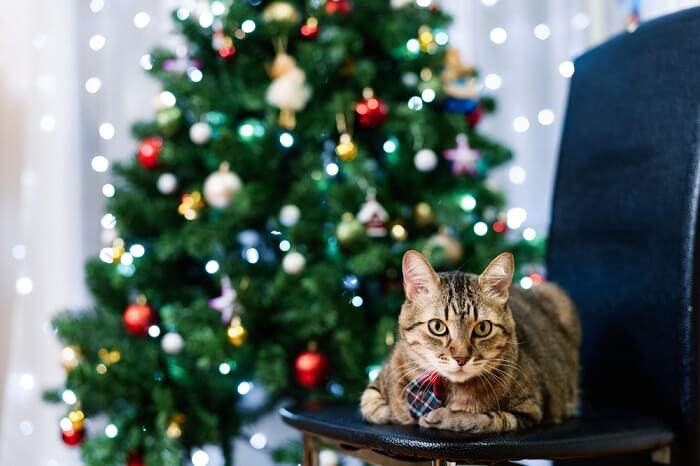 festive cat sitting in front of a decorated Christmas tree