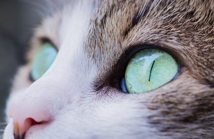 ojos de gato verdes bien abiertos