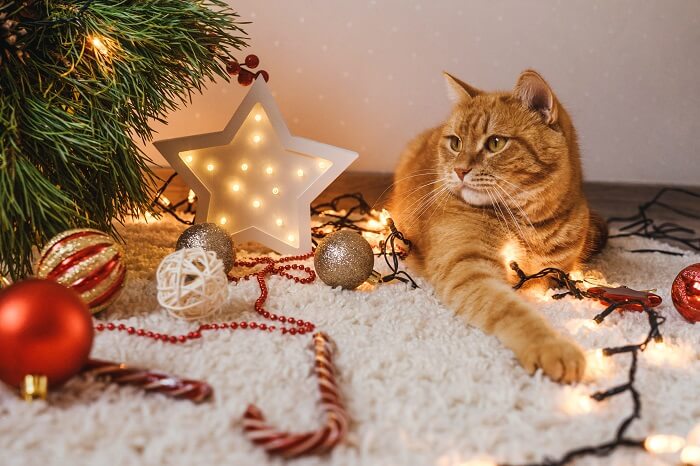 cat sitting between Christmas ornaments and lights