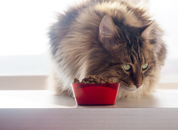 le chat mange de la nourriture