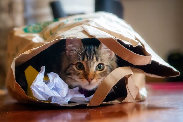 stressed cat hiding in a paper bag