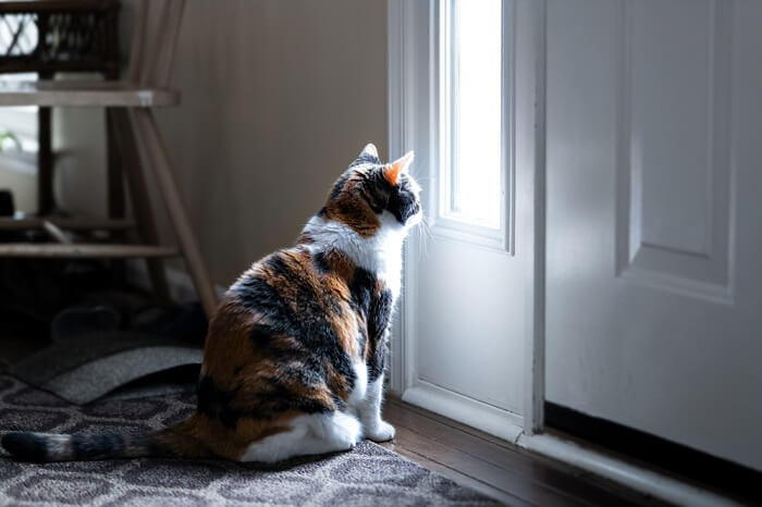 sad cat looking at the door