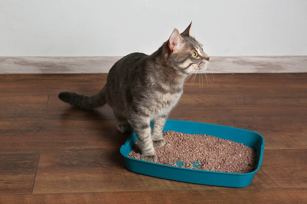 CAT LITTER BOXES, The Cat 24
