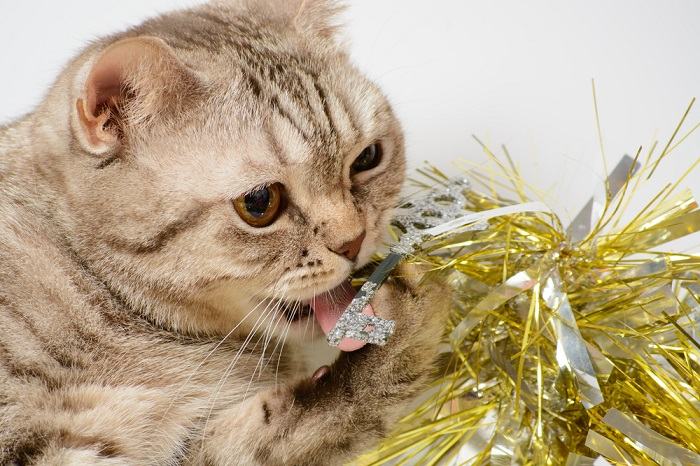 Cats Tongue Is One Reason String And Tinsel Are So Dangerous Compressed, The Cat 24