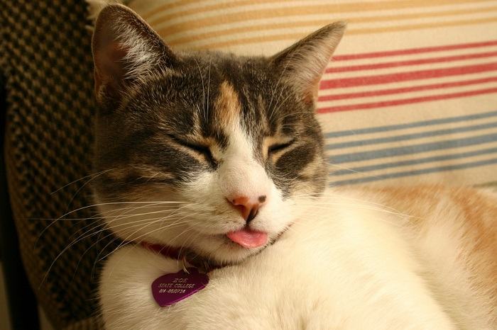 Cats Tongue May Be Responsible For Hairballs Compressed, The Cat 24