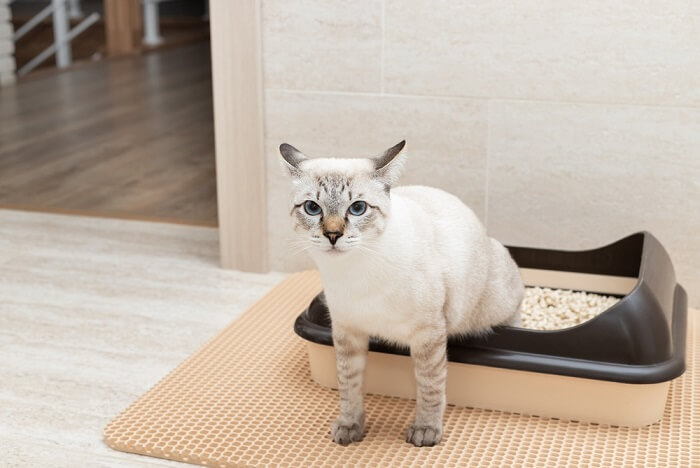 gato usando su caja de arena
