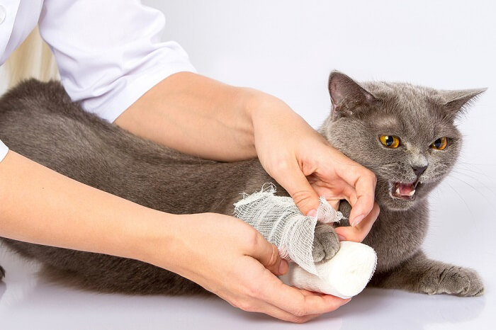causes of pain in cats