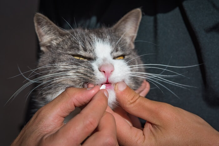 persona dando medicina a su gato
