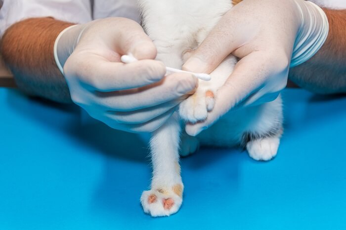 cat receiving an antifugal skin treatment