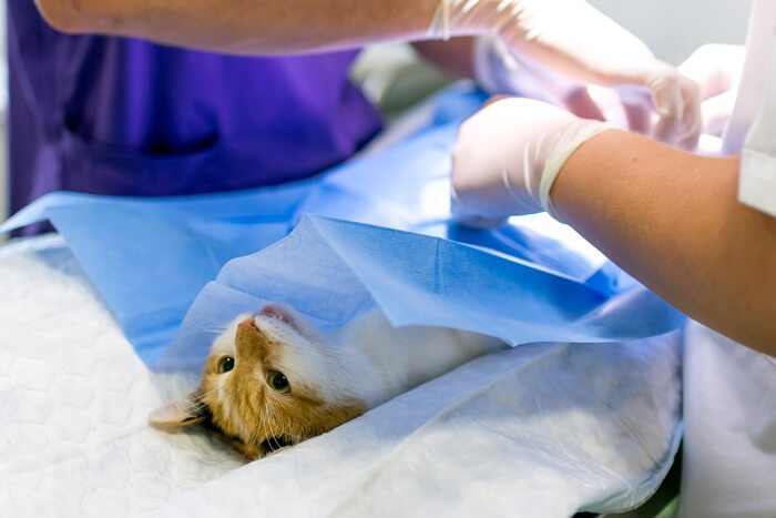 cat having a surgery to remove the benign skin tumor