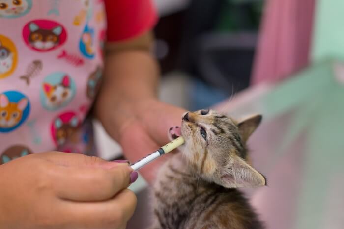 Cat With Deworm Medicine, The Cat 24