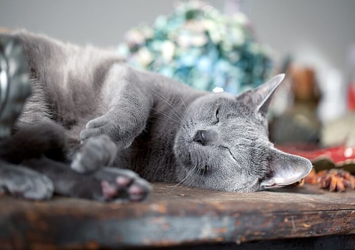 Side Effects Of Fluoxetine For Cats