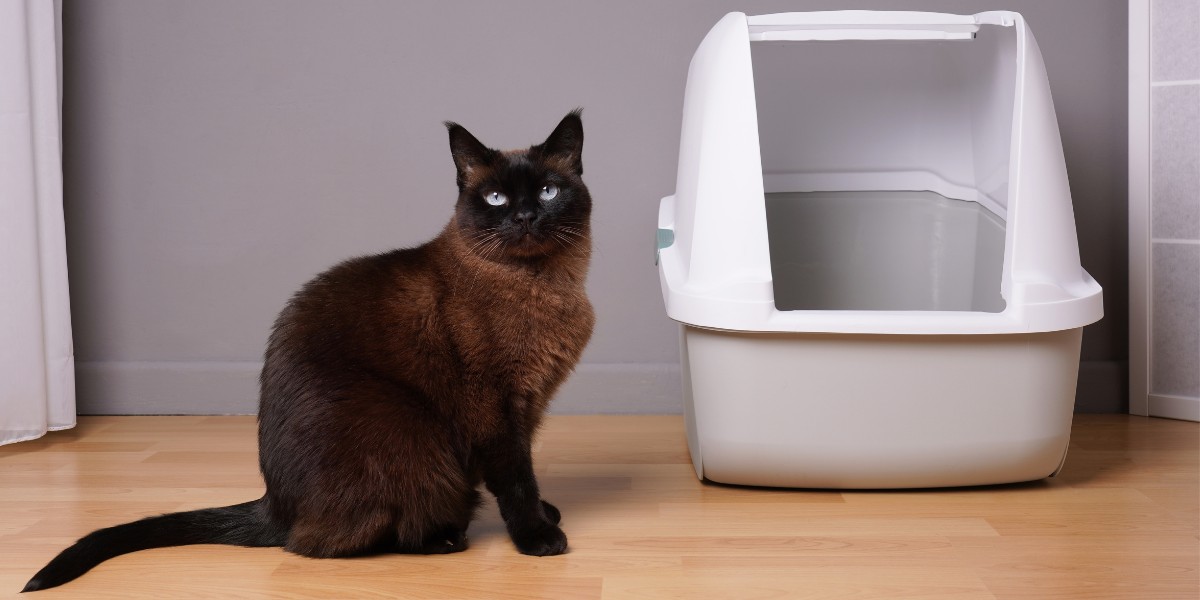 Litter Box Feature Compressed, The Cat 24