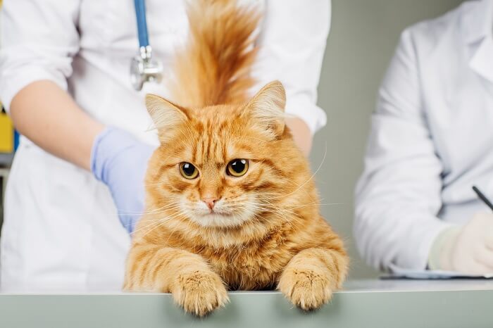 Fluoxetine For Cats