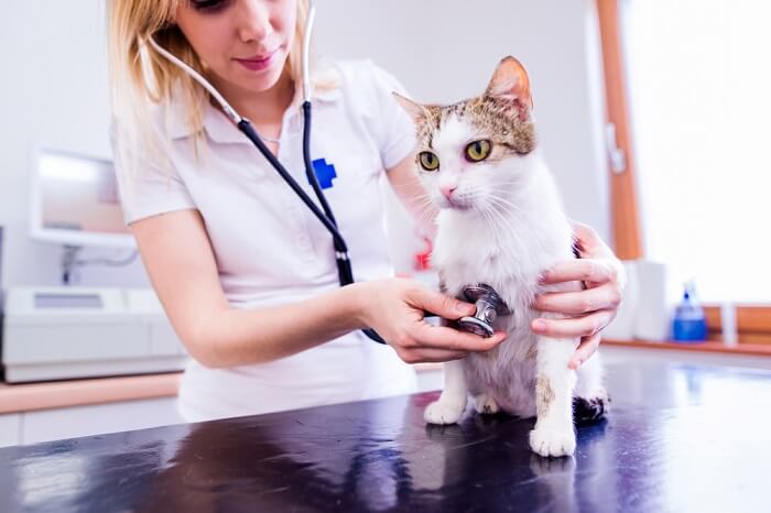 veterinarian checking a cat's health