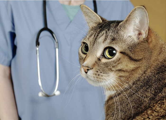 ​Diagnosis Of Skin Lumps in cats