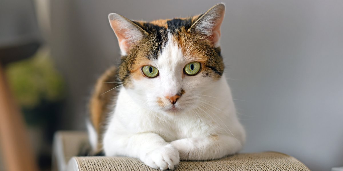 Littlest Pet Shop~#27~Calico~Kitty Cat~Sitting~Raised Paw~Green Dot Eyes 