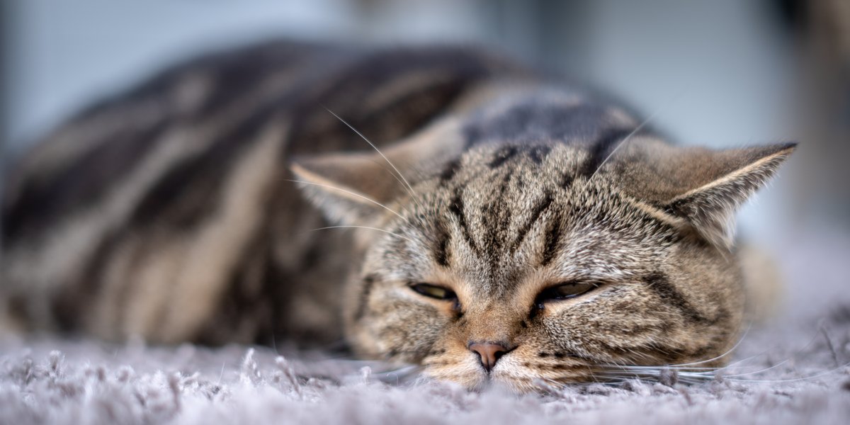 Alzheimers In Cats, The Cat 24