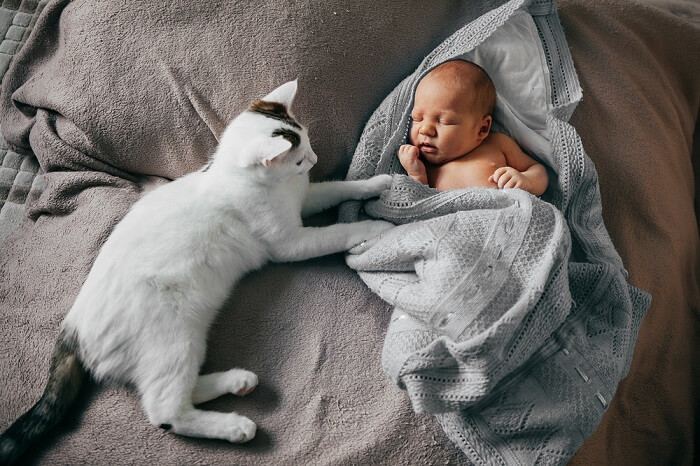 cats sense pregnancy in humans