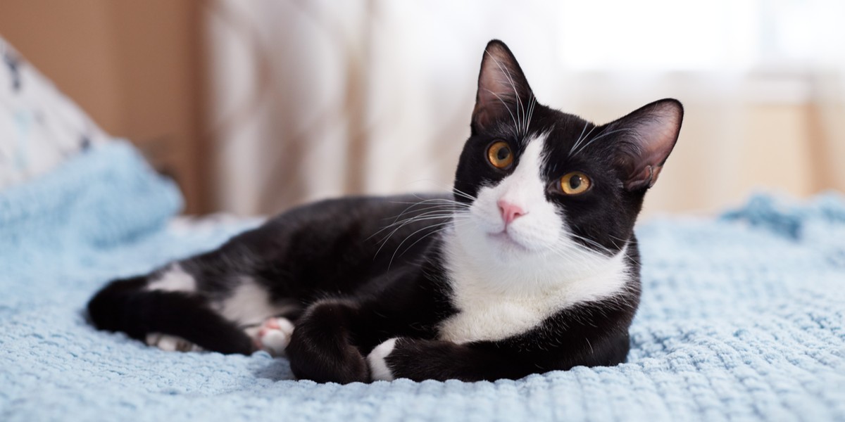 Tuxedo Cats Facts, Lifespan And Intelligence - All About Cats