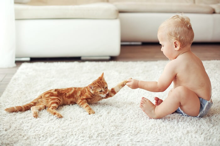 Cómo presentar al bebé y al gato
